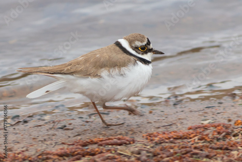 Little Ringed Plover or Little Ringed Plover, a bird of the plover family, on the river bank.