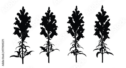 Snapdragon flower silhouette isolated on white background for graphic design