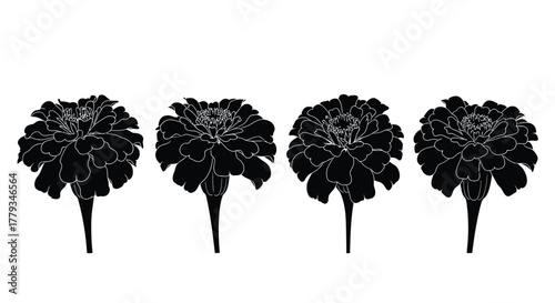 Four marigold flower isolated on white background in a row