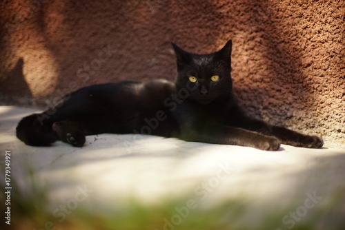 black cat with green eyes