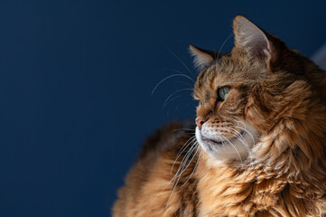Acrylglasbilder Tierarzt Maine Coon Katze auf Blau  © DavidGillisDesign