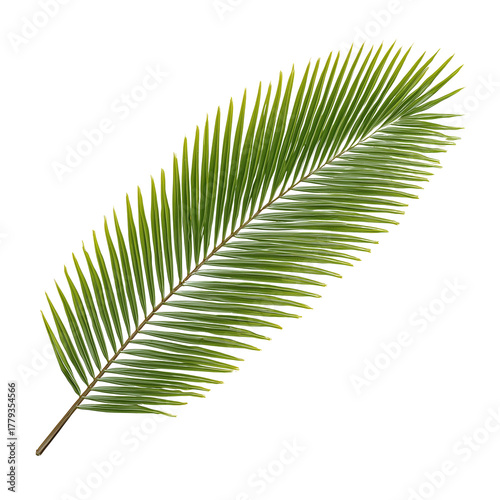 Green Palm Leaf Isolated on White Background for Tropical or Nature Themes