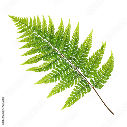 Vibrant Green Fern Leaf Showcasing Intricate Details and Natural Beauty
