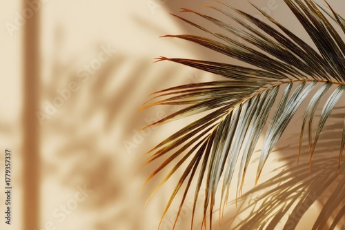 Palm leaf with shadow on beige surface, creating a natural aesthetic