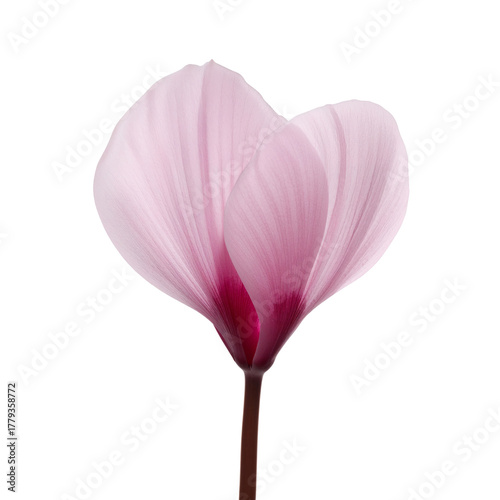 Beautiful Pink Flower With Delicate Petals Showcasing Natures Elegance in a B...