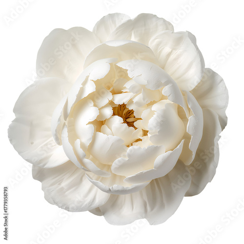 White Peony Flower Blooms in Spring Daylight Showcasing Delicate Petals and V...