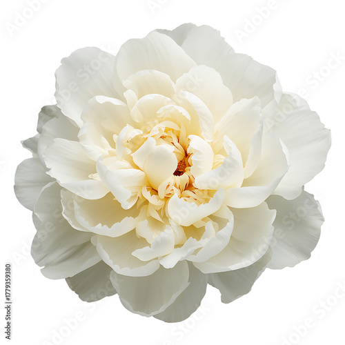 Beautiful White Magnolia Flowers Arranged in a Delicate Bouquet for Decor or ...