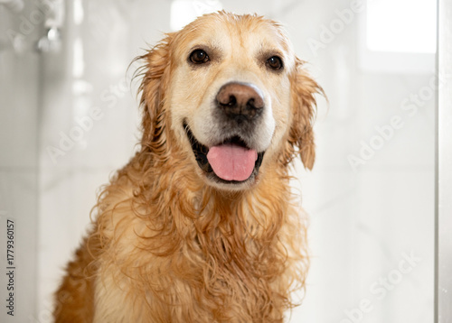 Portrait Of Wet Golden Retriever