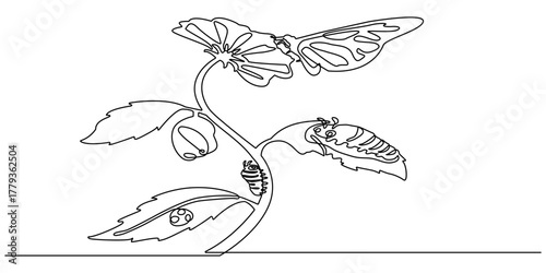 Continuous one line drawing of Butterfly life cycle. Single line drawing illustration of Growth Butterfly. Perfect metamorphosis concept vector art. Line vector illustration.