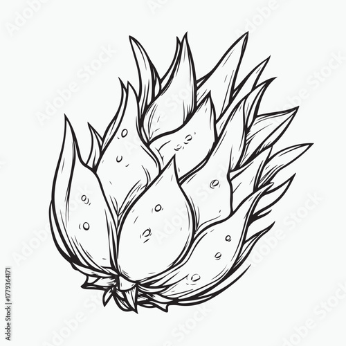 dragon fruit vector illustration