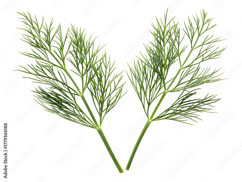 Fototapeta premium dill isolated on transparent white background full depth of field clipping path