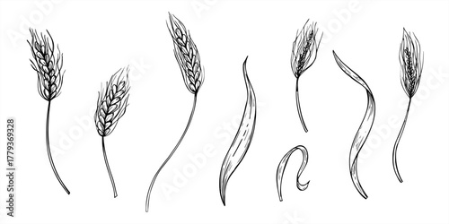 Meadow spikelet with seeds and leaves monochrome vector clip art painted by black inks. Wheat ears etching drawing set. Autumn field harvest elements for agricultural design, rustic decor, packaging