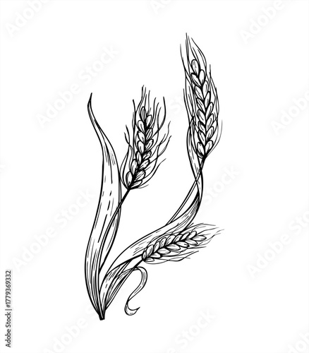 Monochrome grains plant bouquet vector isolated illustration painted by black inks. Field wheat ear spikes etching drawing. Autumn harvest composition for agricultural design, rustic decor, packaging