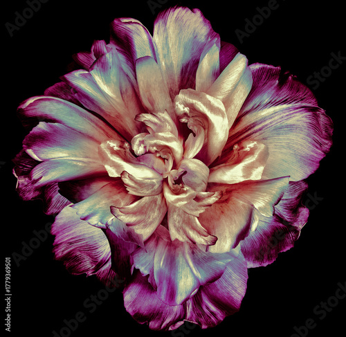 Tulip flower  on  black  isolated background with clipping path. Closeup. For design. Nature.