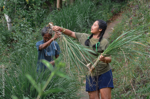 Tablou pe pânză Focused and gentle, the mother hands her daughter another bunch of lemongrass by the garden path, continuing their rhythmic teamwork under daylight