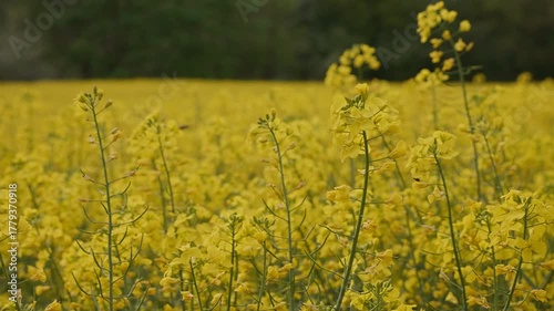 Yellow Flower Field with Bee in Focus