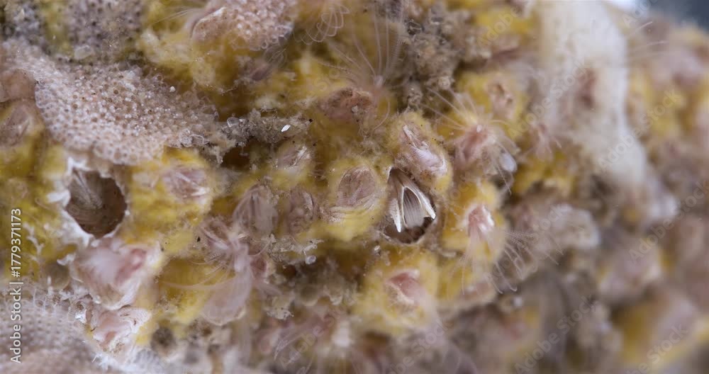 Crustacea Balanus sp. species of acorn barnacle, family Balanidae. It ...