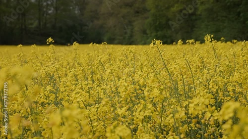 Vast Rapeseed Field in Bloom