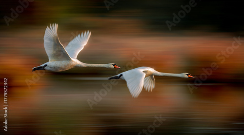Fototapeta Naklejka Na Ścianę i Meble -  Two white swans fly low over water in a panning shot, sharply focused against a motion-blurred background of warm, autumnal colors, capturing speed and grace.