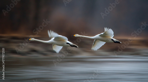 Fototapeta Naklejka Na Ścianę i Meble -  Two white swans fly low over water in a panning shot, sharply focused against a motion-blurred background of warm, autumnal colors, capturing speed and grace.
