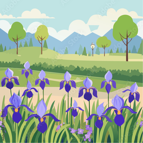 Beautiful iris flowers growing in an outdoor rural garden - 2D vector background scene