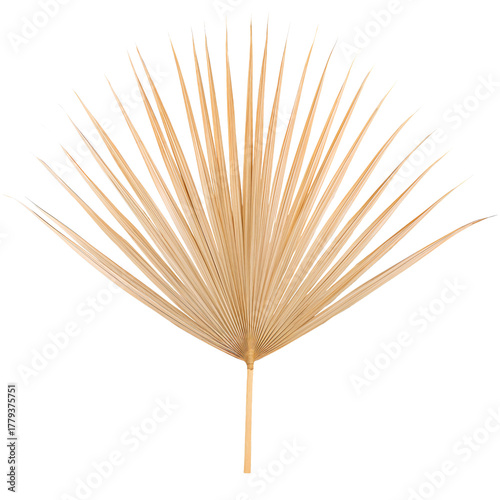 Dried Palm Frond Displayed Elegantly on a White Background for Decoration or ...