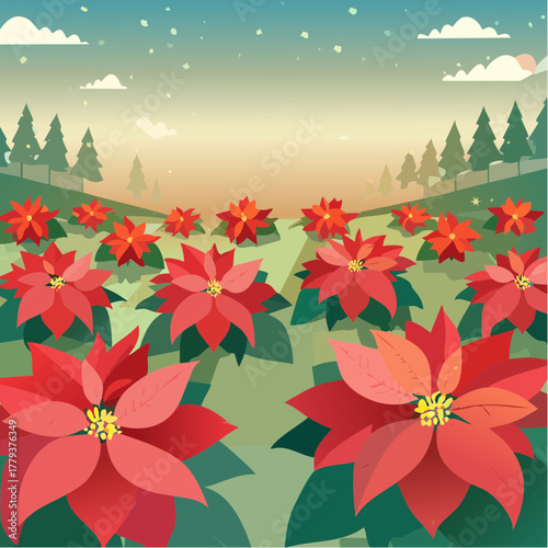 Beautiful poinsettia flowers growing in an outdoor rural garden - 2D vector background scene