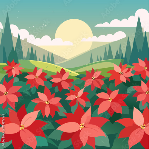 Beautiful poinsettia flowers growing in an outdoor rural garden - 2D vector background scene