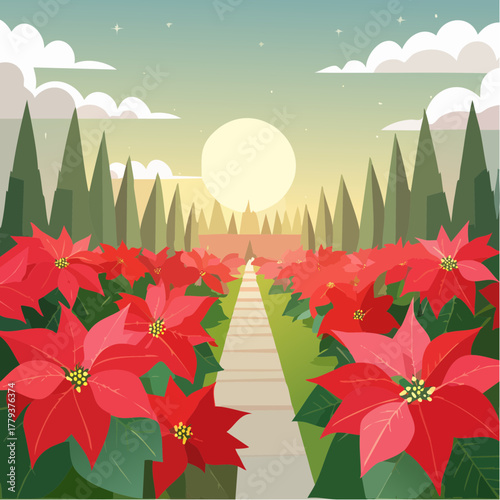 Beautiful poinsettia flowers growing in an outdoor rural garden - 2D vector background scene