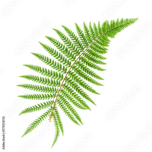 Lush Green Fern Leaves Displaying Intricate Patterns in Natural Light.