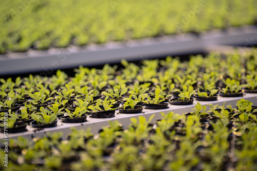 Sprouted arugula in peat pots on trays, prepared for transfer to greenhouse. Seedlings in organic soil mix ready for next growth stage in controlled conditions, eco friendly growing of fresh greens