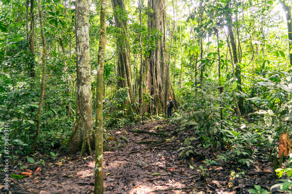 Obraz premium Traveler looking at the giant tree of the Amazon rainforest, flora and fauna of the jungle with sunlight.