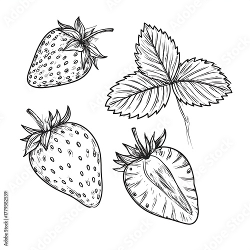 Black and white illustration of strawberries, leaves, and a slice