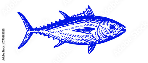 Blue tuna fish. Graphic vintage woodcut linocut engraving style illustration.