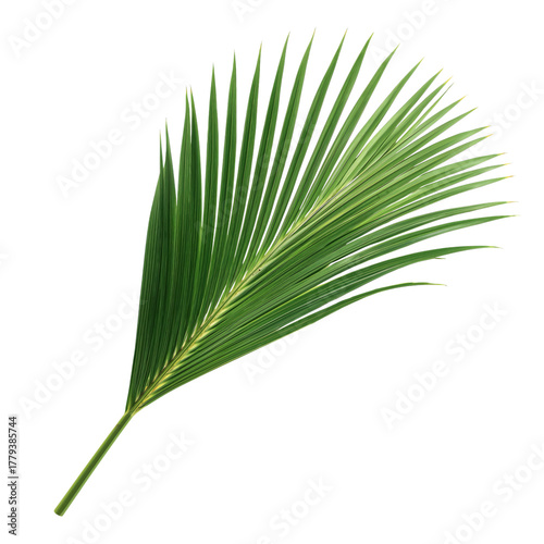 Green Palm Leaf Resting on a Light Background Showcasing Its Long, Slender Fr...