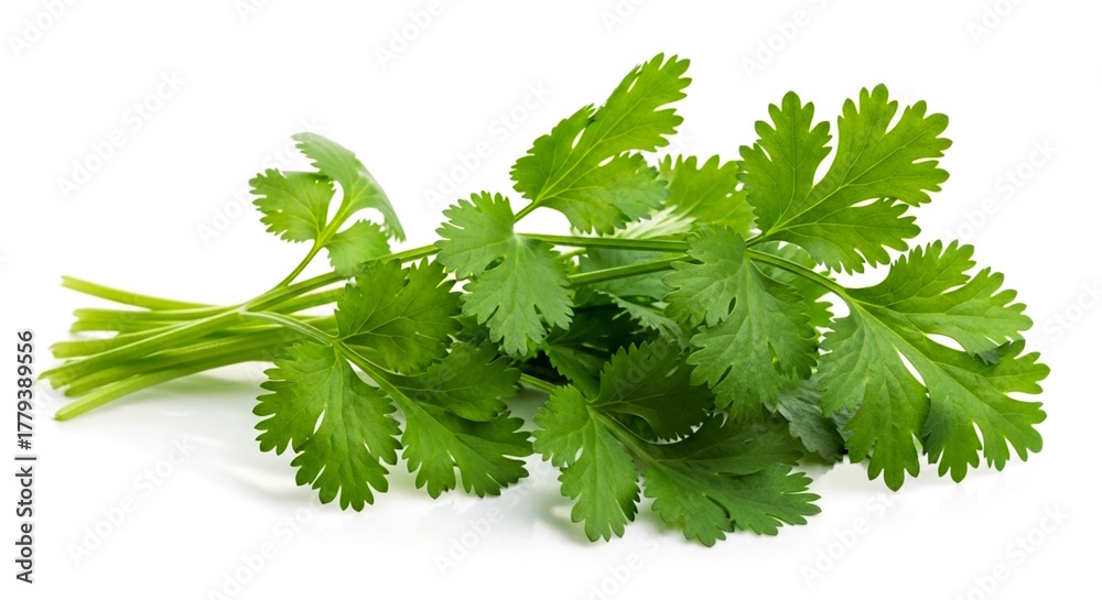 Fototapeta premium fresh coriander green leaves bunch isolated in white background, copy space