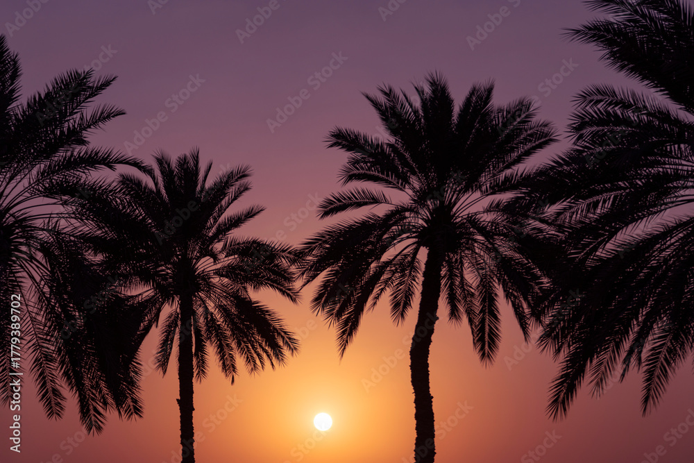 Obraz premium Beautiful sunset view in Oman with silhouettes of palm trees against a colorful sky, capturing the calm and warm atmosphere of the desert evening.