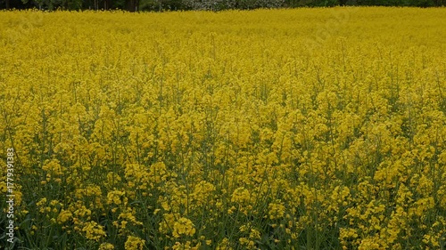 Vast Field of Blooming Yellow Flowers