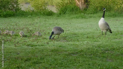 Geese Family Grazing in Green Field