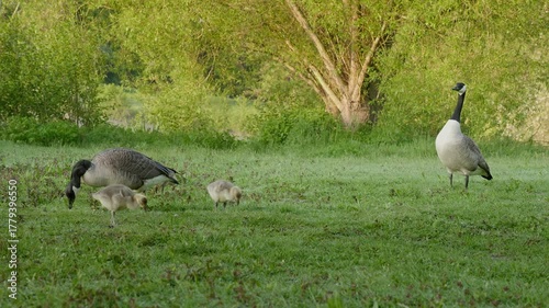 Canadian Geese with Goslings in Grassy Field