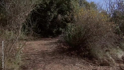 Forest path trail gimbal handheld La Mola bushes shadows traveling