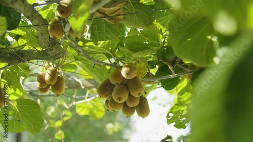 Close-up of kiwi fruit hanging on branches in the sunlight. Montenegro.