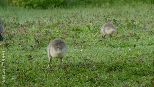 Goslings Grazing in a Green Field
