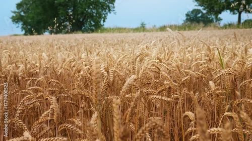 Golden Wheat Field Under Blue Sky