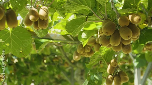 Close-up of kiwi fruit hanging on branches in the sunlight. Montenegro.