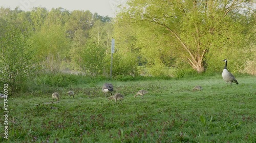 Geese Family Strolling in a Grassy Field