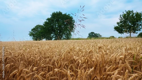 Golden Wheat Field with Trees and Blue Sky