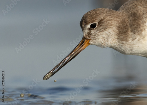 Fotografija Closeup of a Terek sandpiper feeding at Eker creek of Bahrain
