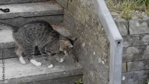 A cat plays with a mouse a