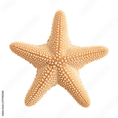 Five-pointed Starfish Resting on a Clean Surface, Showcasing Its Detailed Tex...